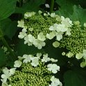 Viburnum opulus fleur